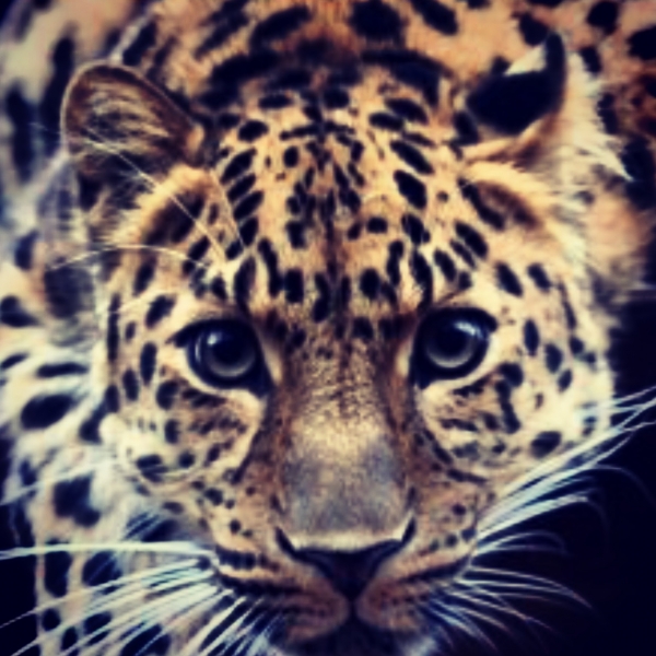 Путешествие, всегда начинается с...