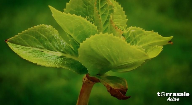 Привет Продавец!\\n\\nВ каждом спит...