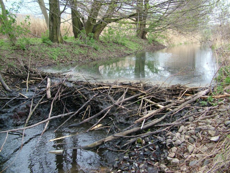 Одна из интереснейших тайн природы —...