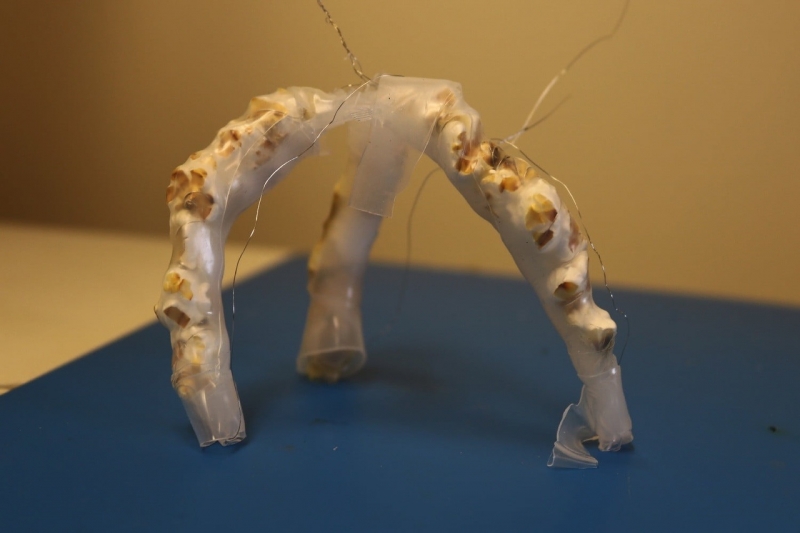 Ученые изобрели гибкого робота,...