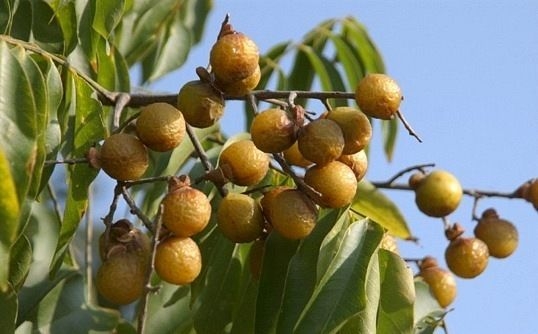 Почему продукция фирмы ERSAG абсолютно...