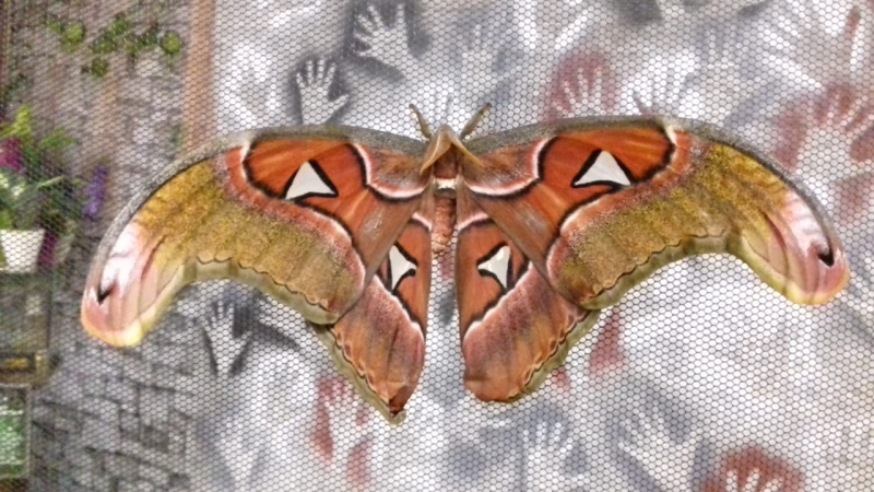 Бабочка размером с 2 женские ладони...