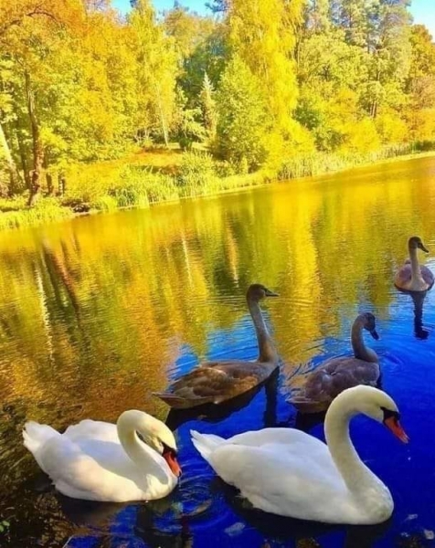 А мы бежим… бежим за...